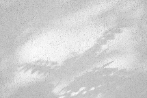 Acacia tree branch and leaves with shadow on a white concrete wall.