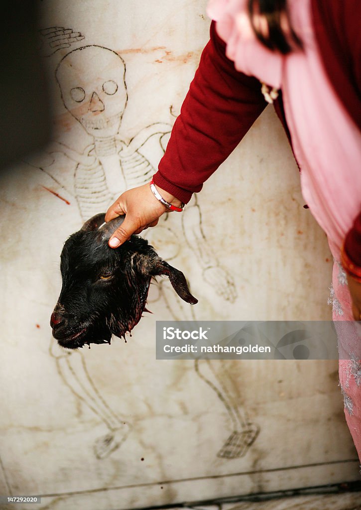 Hindu Animal Sacrifice Stock Photo - Download Image Now - Adult, Capital Cities, Culture of India - iStock Hindu Animal Sacrifice Stock Photo - Download Image Now - Adult, Capital Cities, Culture of India - iStock