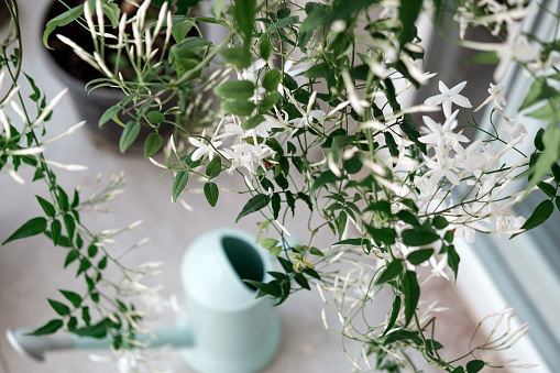 Jasmine plant on balcony or home garden, outdoor hobby gardening, exotic fragrance flowers care