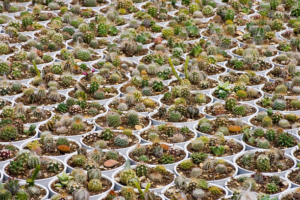 Cactus garden stock photo