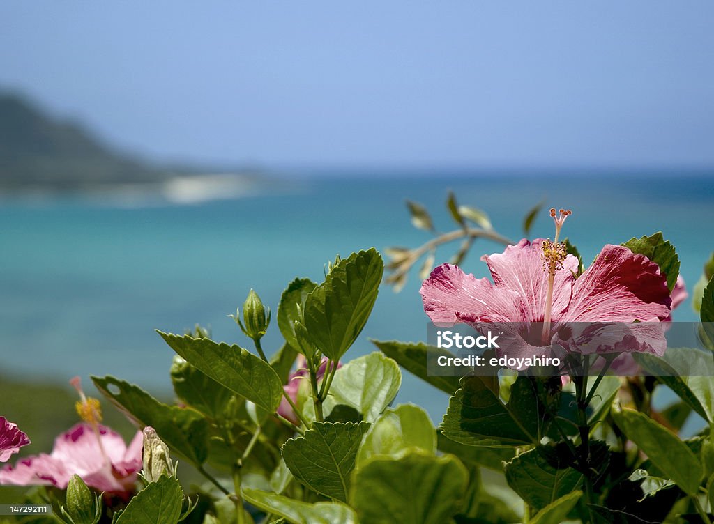 Fiore in spiaggia - Foto stock royalty-free di Prefettura di Okinawa