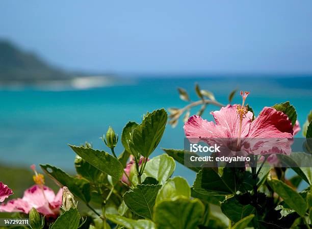 Kwiat W Beach - zdjęcia stockowe i więcej obrazów Prefektura Okinawa - Prefektura Okinawa, Hibiskus, Bez ludzi