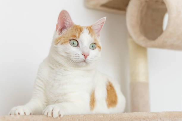 istock Domestic cat on the cat schratcher post 1472921496