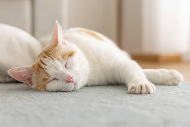 Domestic cat lying on the floor stock photo