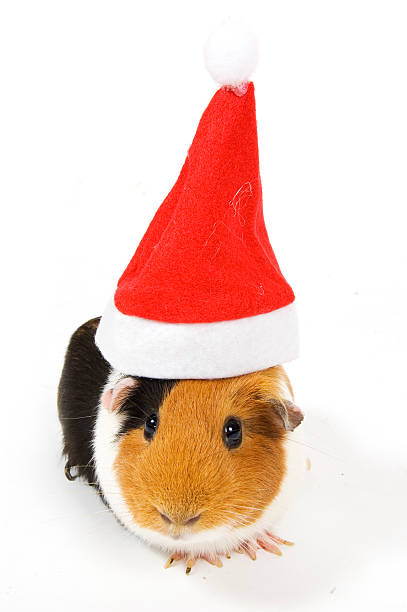 istock guinea pig wearing a christmas hat 147292278