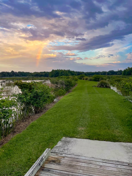 grey and ominous sunset in swamp before storm