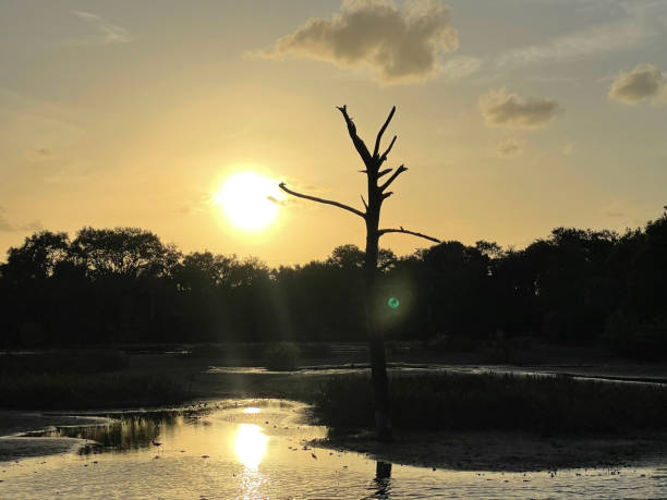 grey and ominous sunset in swamp before storm