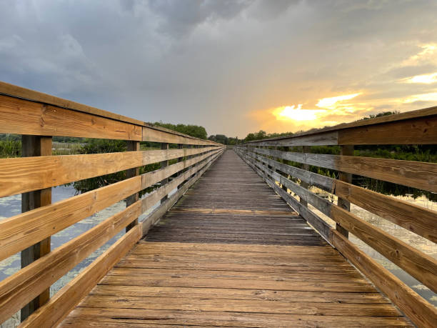 istock path in the swamp at sunrise during storm 1472923331