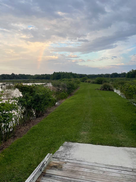 istock path in the swamp at sunrise during storm 1472923348