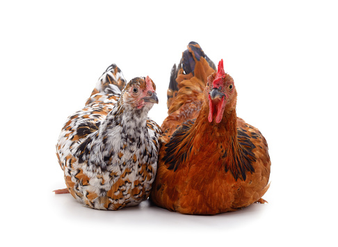 Two brown chickens isolated on a white background.