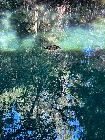 snapping turtle in clear blue waters of Florida Springs