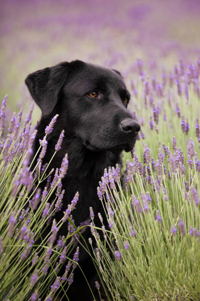 istock Black labrador dog in lavender field 1472923816