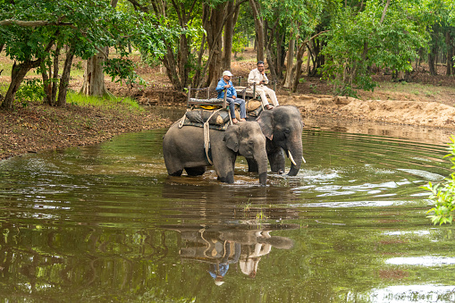 bandhavgarh national park, madhya pradesh, india - 7 june 2021 : Two mahouts or Forest guards on trained elephant pair in water body or pond patrolling the jungle at bandhavgarh tiger reserve