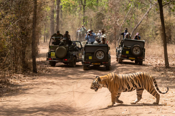 bloqueo de carretera del tigre macho salvaje o cruce de senderos forestales en safari de vida silvestre y turistas viajeros amantes de la vida silvestre en gypsy en el fondo en el parque nacional bandhavgarh, madhya pradesh, india - madhya fotografías e imágenes de stock