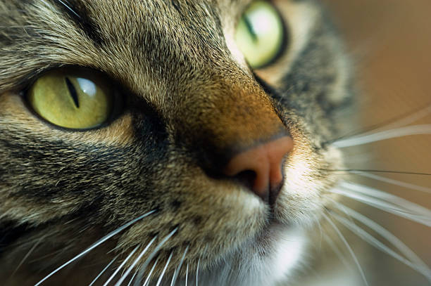 Maine Coon - foto de acervo