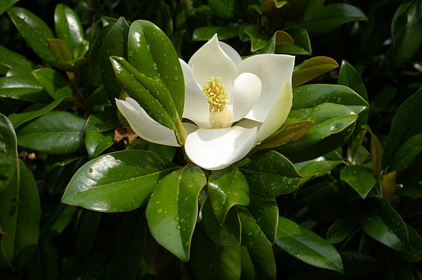 Magnolia stock photo