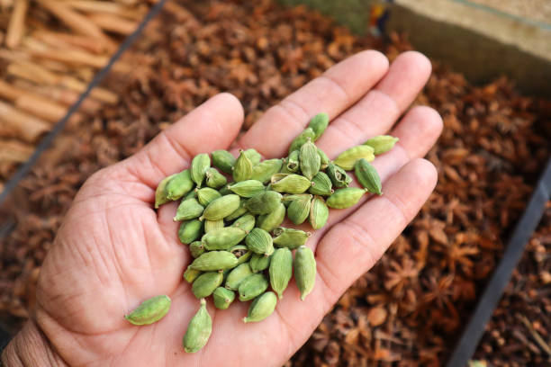 A Close up picture of raw Cardamom spice on a hand used as an important ingredient in Garam masala and Bengali Sweets in India. A Close up picture of raw Cardamom spice on a hand used as an important ingredient in Garam masala and Bengali Sweets in India. cardamom stock pictures, royalty-free photos & images