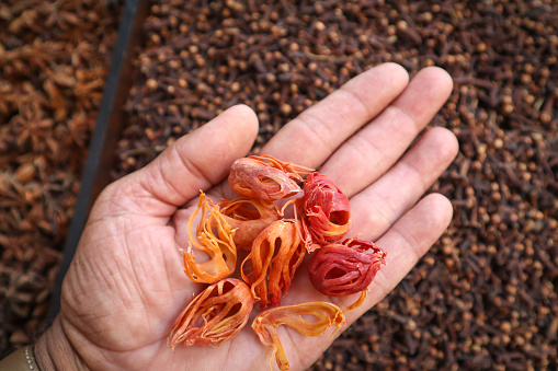 A Close up picture of 'Mace spice' in hand used in preparing food for garam masala biriyani across the Indian sub continent.