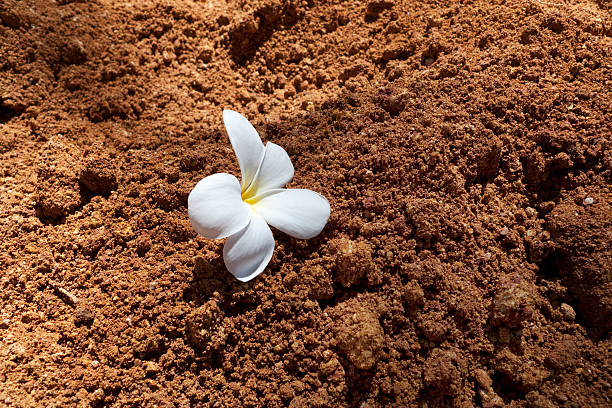 flower and soil stock photo