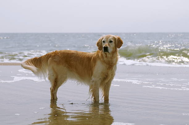 istock Golden retriever standing on the beach 147292554