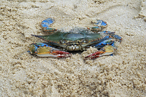 kalinek błękitny omówione w piasek - maryland crab blue crab prepared crab zdjęcia i obrazy z banku zdjęć