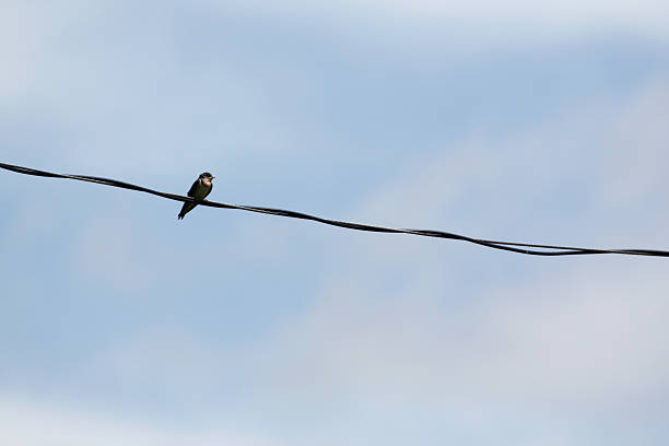 Bird on a Wire stock photo