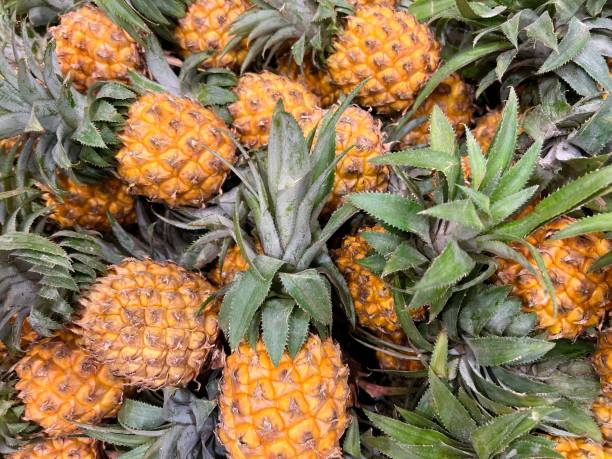 Group of Tropical Fruit Called Pineapple or Nanas or Ananas comosus The pineapple (Ananas comosus) is a tropical plant with an edible fruit; it is the most economically significant plant in the family Bromeliaceae ananas stock pictures, royalty-free photos & images