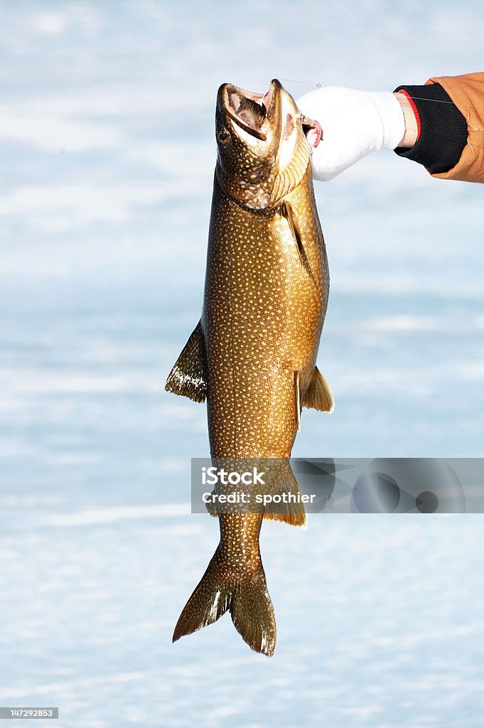 Trota di lago americana (Salvelinus namaycush - Foto stock royalty-free di Trota di lago americana