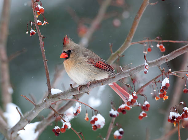 le cardinal nella neve molto forte - animale femmina foto e immagini stock