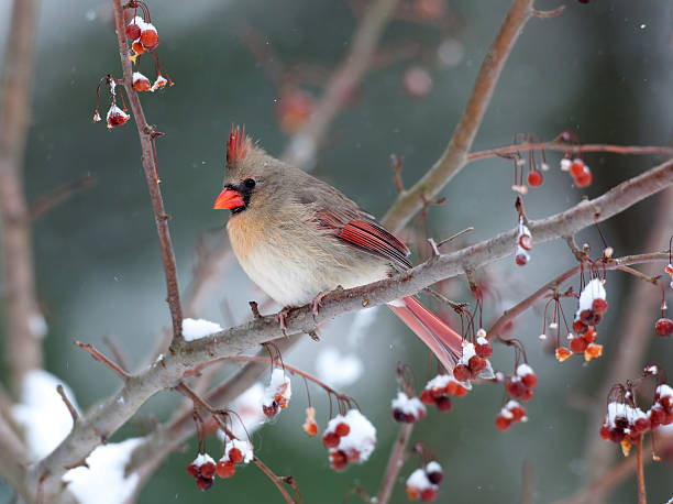 Female cardinal in snowstorm Female cardinal perched on branch in snowstorm female animal stock pictures, royalty-free photos & images