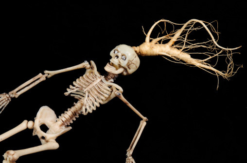 Skeleton and Fresh Ginseng Roots