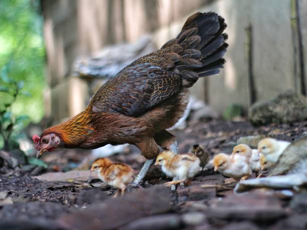 istock mother hen playing with her chicks 1472928781