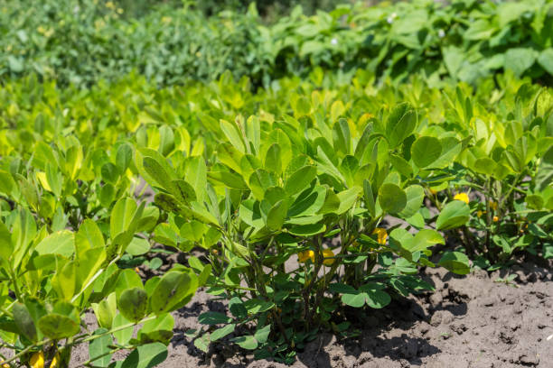 istock Blooming peanut plants on field close-up in selective focus 1472929578