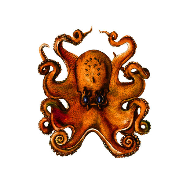 Octopus realistic botanical illustration on white background. Artwork for tattoo, printing, fabric, textile, manufacturing, wallpapers.