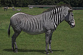 Zebra - side on