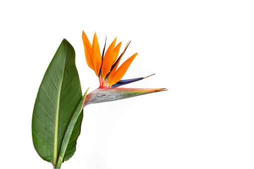 Flor de Strelitzia reginae o flor de ave del paraíso con una hoja photo
