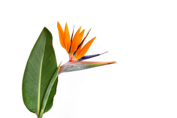Strelitzia reginae flower or  bird of paradise flower with a leaf, isolated on white background