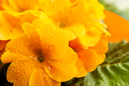 Orange primula flowers, close up with water drops on petals