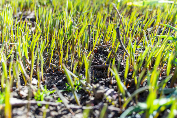 istock The new grass grows back on the ground after winter, early spring growth 1472930806