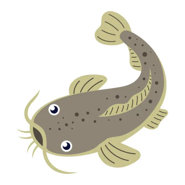 Vector illustration of vector illustration of catfish isolated on white