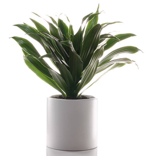 istock House Plant - Compact Dracaena 147293102