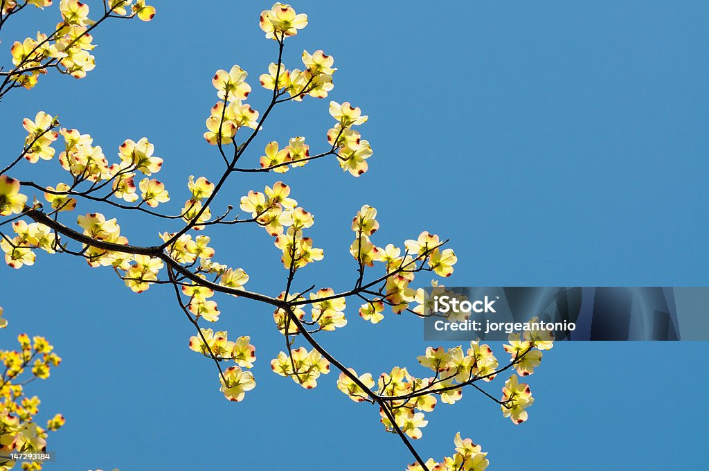 Żółty Dogwood Blossom - Zbiór zdjęć royalty-free (Bez ludzi)