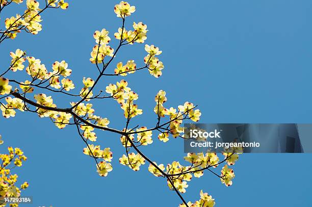 Żółty Dogwood Blossom - zdjęcia stockowe i więcej obrazów Bez ludzi - Bez ludzi, Bezchmurne niebo, Bliskie zbliżenie