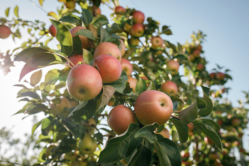 Many colorful red ripe juicy apples on a branch in the garden ready for harvest in autumn. Apple orchard