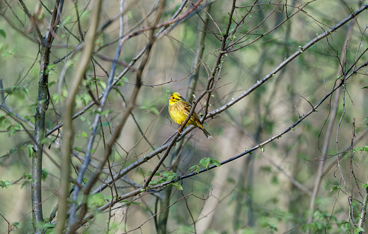 Yellowhammer Emberiza citrinella sits on a tree in the morning