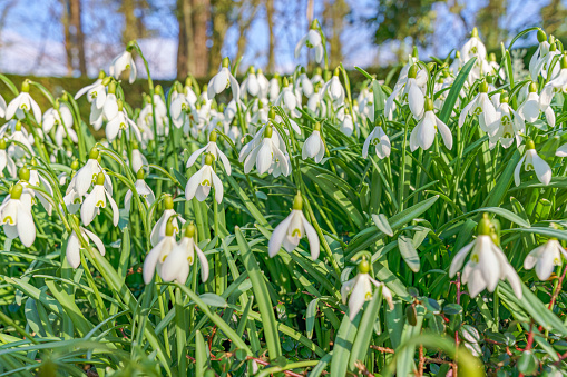 Tiny, delicate white snowdrops, Galanthus, among green leaves helad the return of spring.