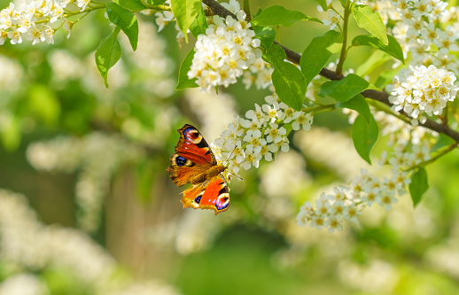 A great admiral butterfly on flowers of the cherry blossoms on a spring day