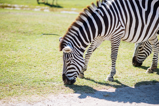 Two adult zebras live in the zoo. Zebra stands in a cage