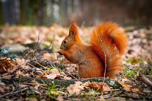 A red squirrel eating peanuts.