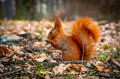 Red squirrel.